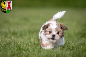 Mehr über den Artikel erfahren Shih Tzu Züchter und Welpen in Kempten (Allgäu)