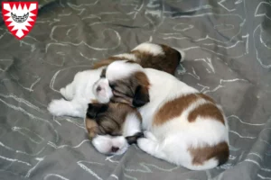 Mehr über den Artikel erfahren Shih Tzu Züchter und Welpen in Kiel