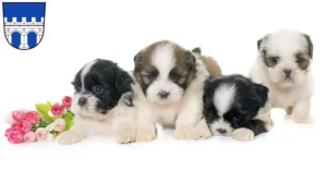 Mehr über den Artikel erfahren Shih Tzu Züchter und Welpen in Kitzingen