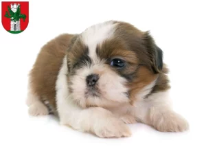 Mehr über den Artikel erfahren Shih Tzu Züchter und Welpen in Klagenfurt