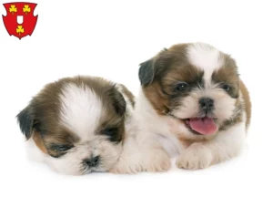 Mehr über den Artikel erfahren Shih Tzu Züchter und Welpen in Kleve