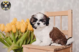Mehr über den Artikel erfahren Shih Tzu Züchter und Welpen in Köln