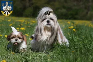 Mehr über den Artikel erfahren Shih Tzu Züchter und Welpen in Korbach