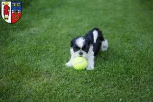 Mehr über den Artikel erfahren Shih Tzu Züchter und Welpen in Krefeld
