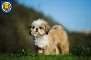 Mehr über den Artikel erfahren Shih Tzu Züchter und Welpen in Künzelsau