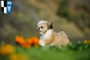 Mehr über den Artikel erfahren Shih Tzu Züchter und Welpen in Kulmbach