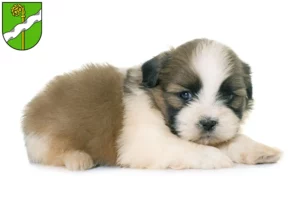 Mehr über den Artikel erfahren Shih Tzu Züchter und Welpen in Kusel