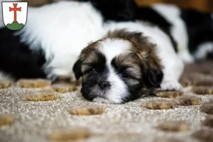 Mehr über den Artikel erfahren Shih Tzu Züchter und Welpen in Landsberg am Lech