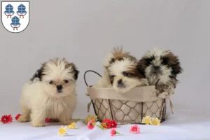 Mehr über den Artikel erfahren Shih Tzu Züchter und Welpen in Landshut