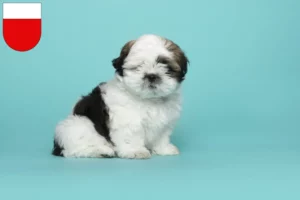 Mehr über den Artikel erfahren Shih Tzu Züchter und Welpen in Lausanne