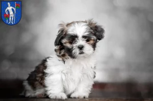 Mehr über den Artikel erfahren Shih Tzu Züchter und Welpen in Lauterbach (Hessen)