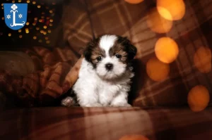 Mehr über den Artikel erfahren Shih Tzu Züchter und Welpen in Leer (Ostfriesland)