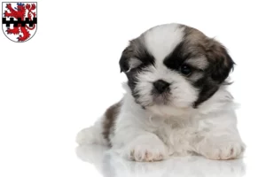 Mehr über den Artikel erfahren Shih Tzu Züchter und Welpen in Leverkusen