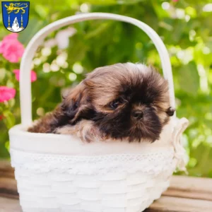 Mehr über den Artikel erfahren Shih Tzu Züchter und Welpen in Lichtenfels (Oberfranken)