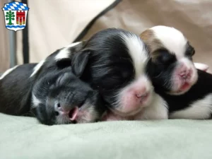 Mehr über den Artikel erfahren Shih Tzu Züchter und Welpen in Lindau