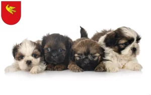 Mehr über den Artikel erfahren Shih Tzu Züchter und Welpen in Lörrach