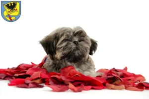 Mehr über den Artikel erfahren Shih Tzu Züchter und Welpen in Ludwigsburg