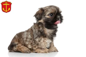 Mehr über den Artikel erfahren Shih Tzu Züchter und Welpen in Ludwigshafen