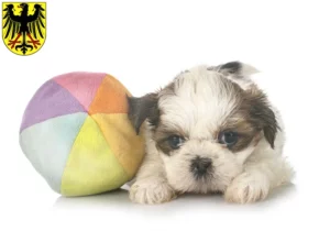 Mehr über den Artikel erfahren Shih Tzu Züchter und Welpen in Lübben (Spreewald)