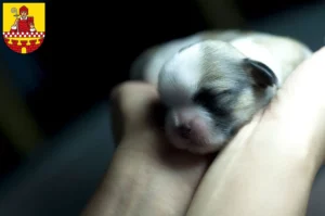 Mehr über den Artikel erfahren Shih Tzu Züchter und Welpen in Lüdenscheid