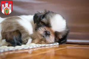 Mehr über den Artikel erfahren Shih Tzu Züchter und Welpen in Lüneburg