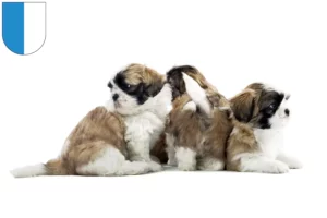 Mehr über den Artikel erfahren Shih Tzu Züchter und Welpen in Luzern