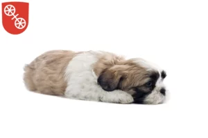 Mehr über den Artikel erfahren Shih Tzu Züchter und Welpen in Mainz