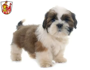 Mehr über den Artikel erfahren Shih Tzu Züchter und Welpen in Marktoberdorf