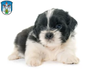 Mehr über den Artikel erfahren Shih Tzu Züchter und Welpen in Meiningen