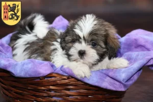 Mehr über den Artikel erfahren Shih Tzu Züchter und Welpen in Meißen