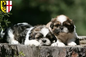 Mehr über den Artikel erfahren Shih Tzu Züchter und Welpen in Memmingen