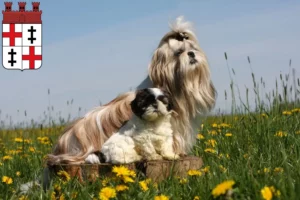 Mehr über den Artikel erfahren Shih Tzu Züchter und Welpen in Merzig