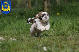 Mehr über den Artikel erfahren Shih Tzu Züchter und Welpen in Mettmann