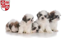 Mehr über den Artikel erfahren Shih Tzu Züchter und Welpen in Miltenberg
