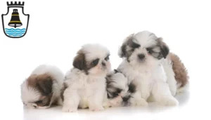 Mehr über den Artikel erfahren Shih Tzu Züchter und Welpen in Mindelheim