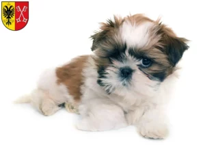 Mehr über den Artikel erfahren Shih Tzu Züchter und Welpen in Minden
