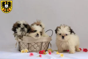Mehr über den Artikel erfahren Shih Tzu Züchter und Welpen in Mosbach