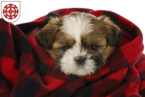 Mehr über den Artikel erfahren Shih Tzu Züchter und Welpen in Mühldorf am Inn