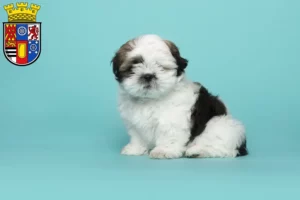 Mehr über den Artikel erfahren Shih Tzu Züchter und Welpen in Mülheim an der Ruhr
