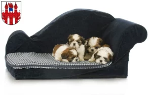 Mehr über den Artikel erfahren Shih Tzu Züchter und Welpen in Neubrandenburg