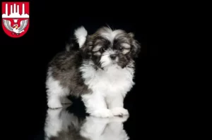 Mehr über den Artikel erfahren Shih Tzu Züchter und Welpen in Neumünster