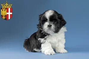 Mehr über den Artikel erfahren Shih Tzu Züchter und Welpen in Neuss