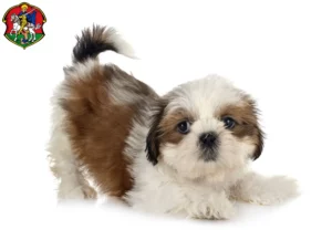 Mehr über den Artikel erfahren Shih Tzu Züchter und Welpen in Neustadt an der Waldnaab