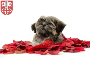 Mehr über den Artikel erfahren Shih Tzu Züchter und Welpen in Nidwalden