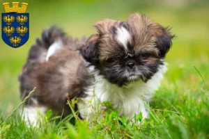Mehr über den Artikel erfahren Shih Tzu Züchter und Welpen in Niederösterreich
