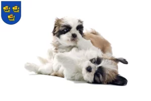 Mehr über den Artikel erfahren Shih Tzu Züchter und Welpen in Nordfriesland