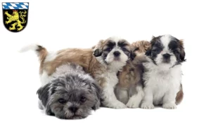 Mehr über den Artikel erfahren Shih Tzu Züchter und Welpen in Oberbayern