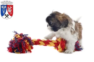 Mehr über den Artikel erfahren Shih Tzu Züchter und Welpen in Oberhausen
