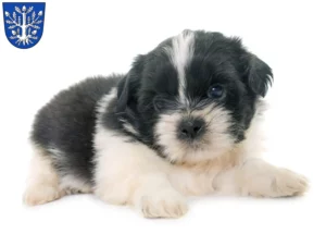 Mehr über den Artikel erfahren Shih Tzu Züchter und Welpen in Offenbach am Main