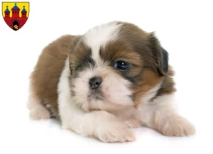 Mehr über den Artikel erfahren Shih Tzu Züchter und Welpen in Oldenburg